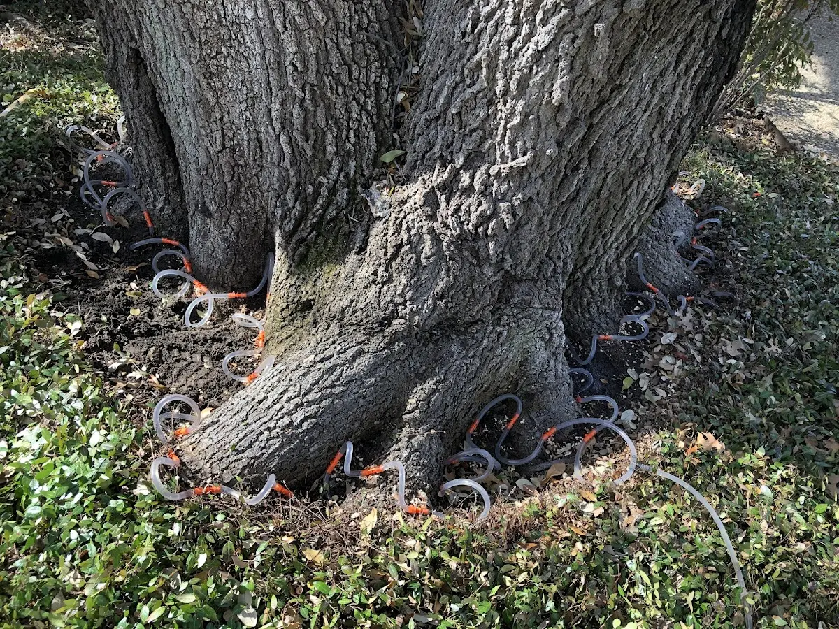 Detailed Tree Cabling and Bracing job site in Odin